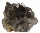 Dark Smoky Quartz Cluster - Large Crystals (Special Price) #61498-2